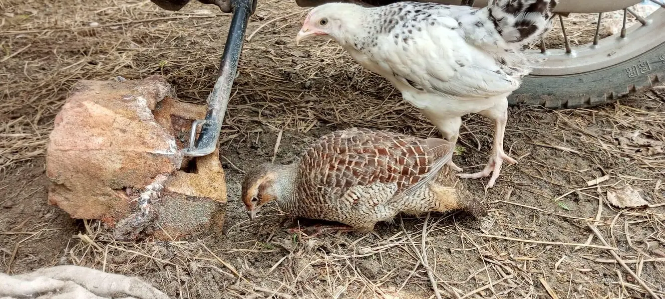 Female teetar for sale