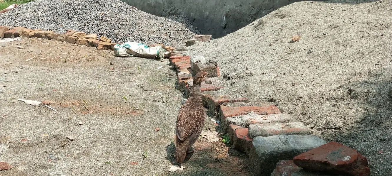 Female teetar for sale — photo 2