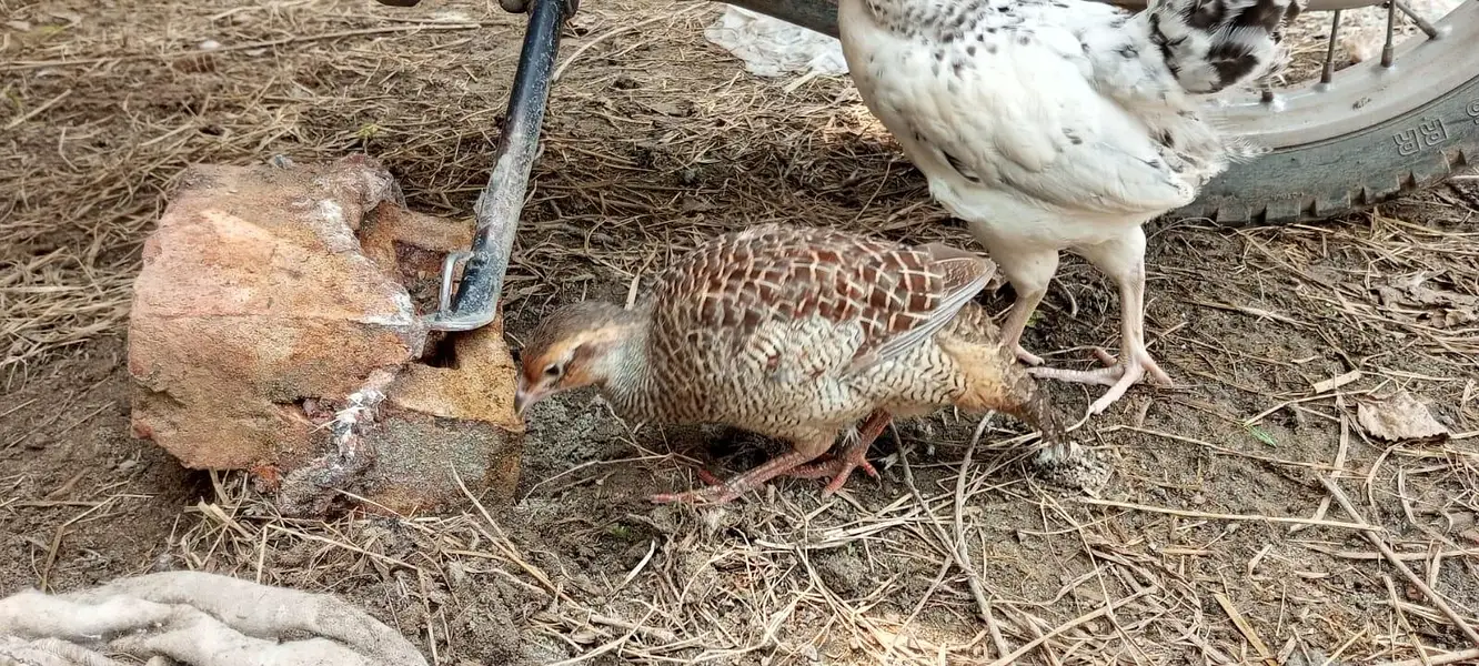 Female teetar for sale — photo 3