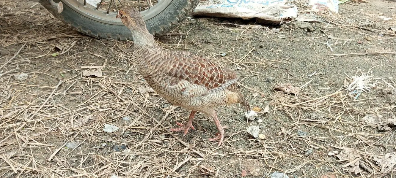 Female teetar for sale — photo 4