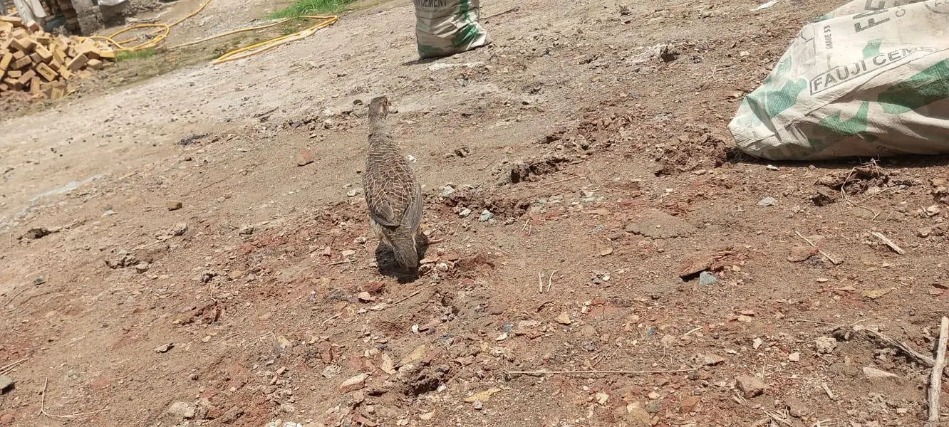 Female teetar for sale — photo 5