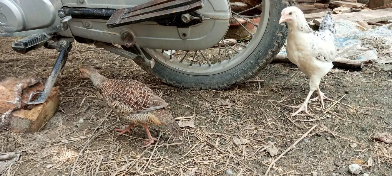 Female teetar for sale — photo 6