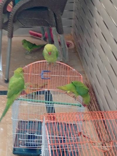 perrot sail