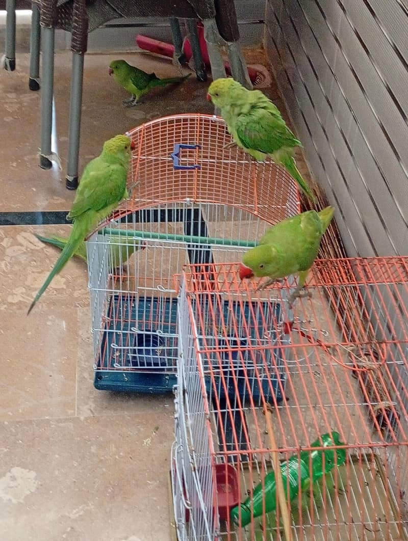 perrot sail 1