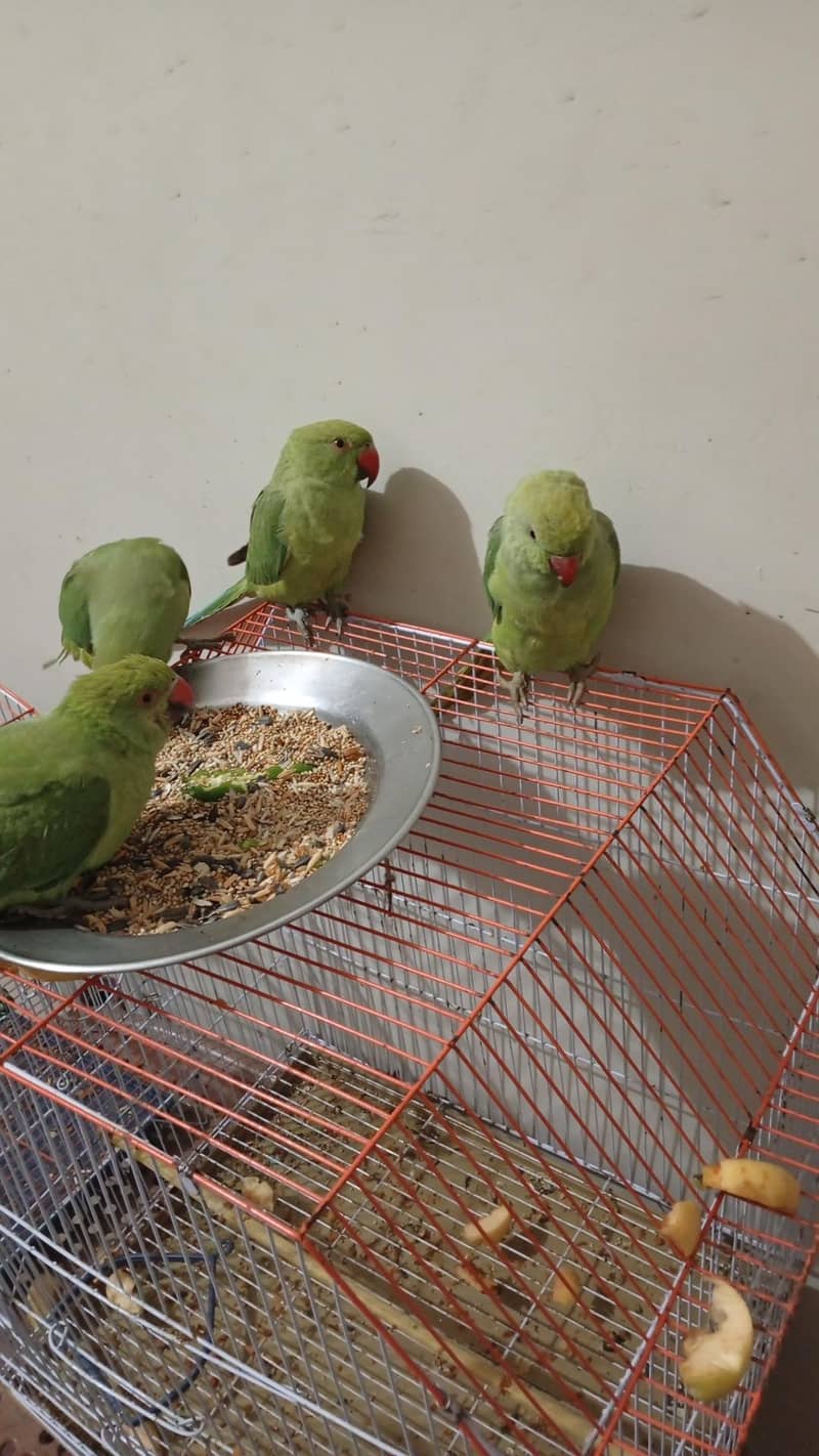 perrot sail 2