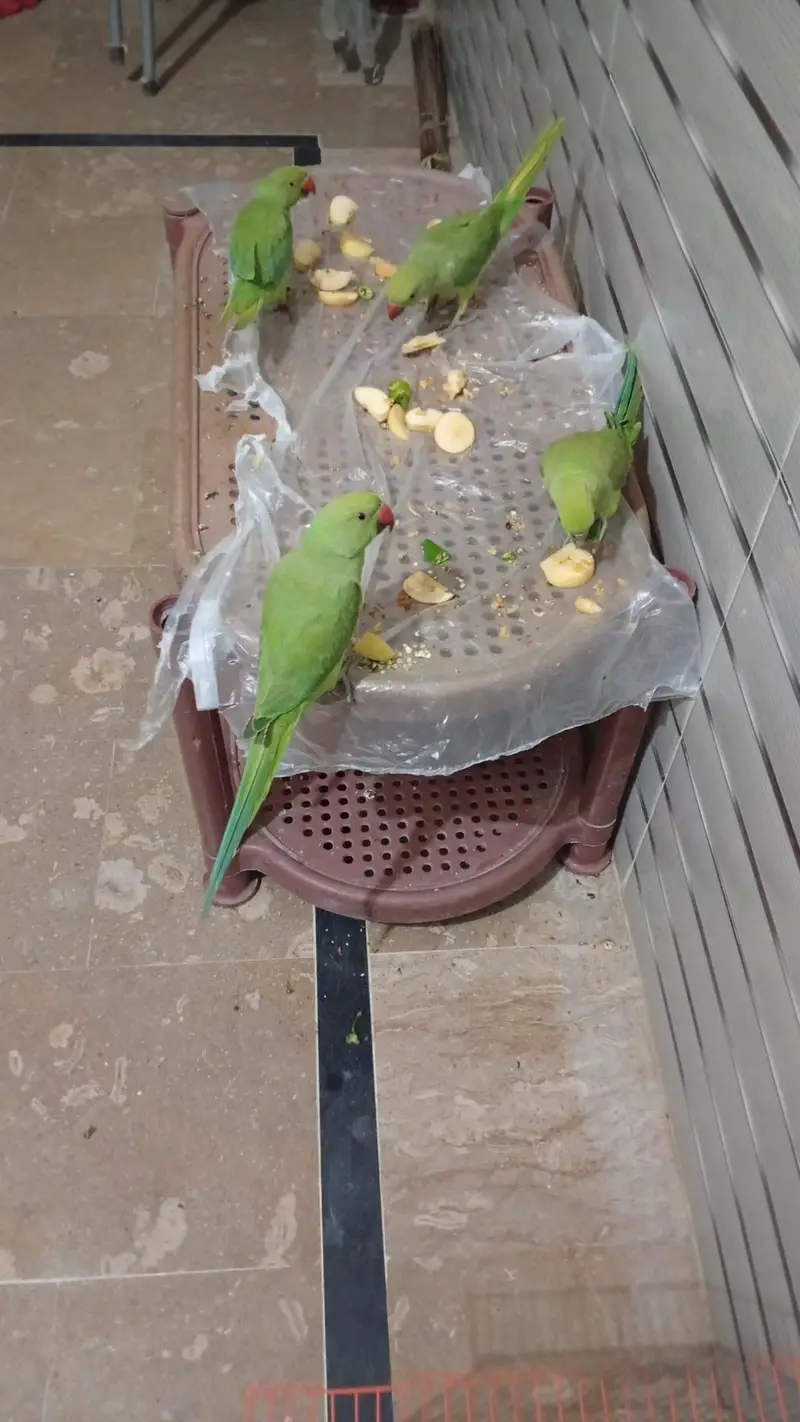 perrot sail — photo 4