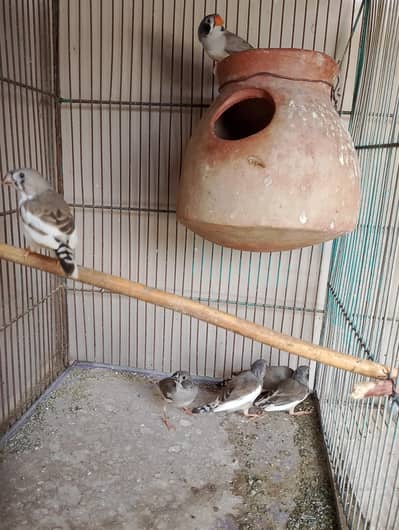common finch