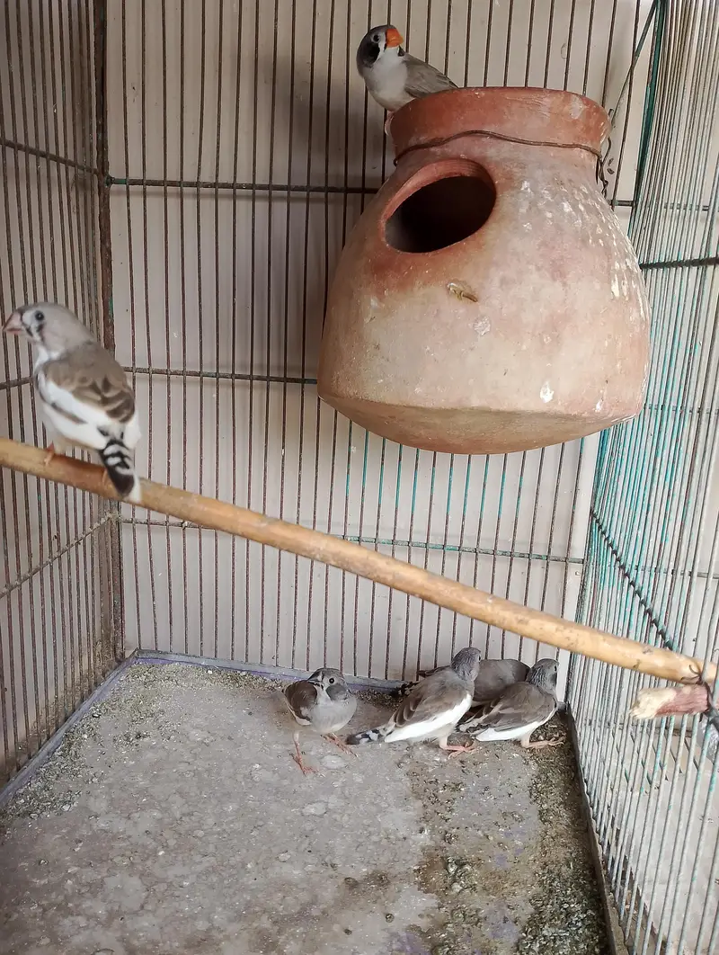 common finch