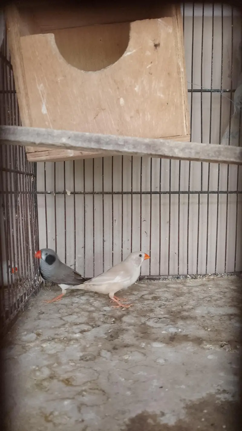 common finch — photo 2