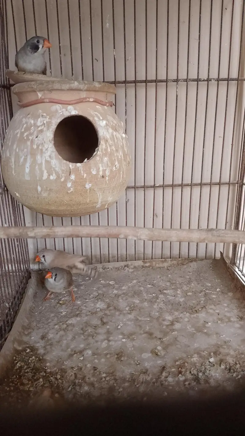 common finch — photo 3