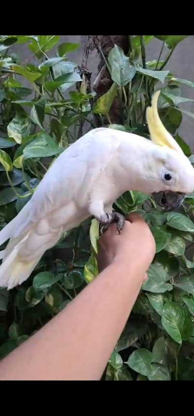 medium sulfer cactoo hand tamed and talking male