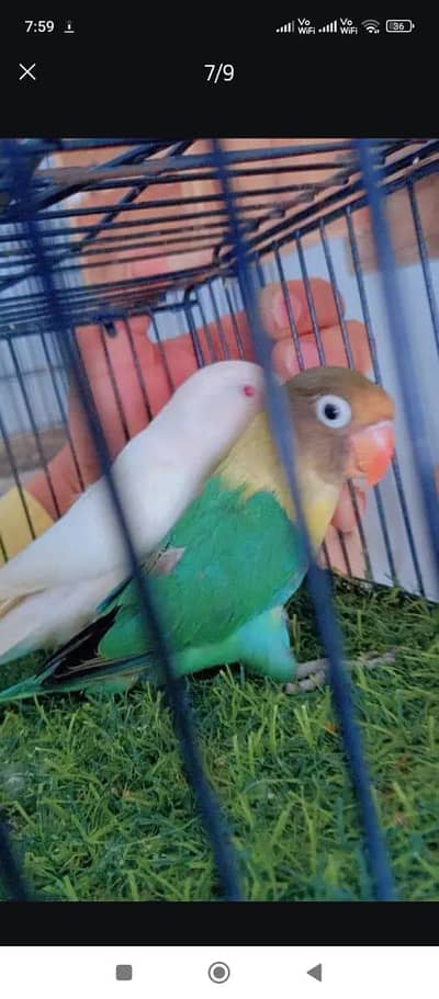 red eye pair breeder . 03330031118 watsap number