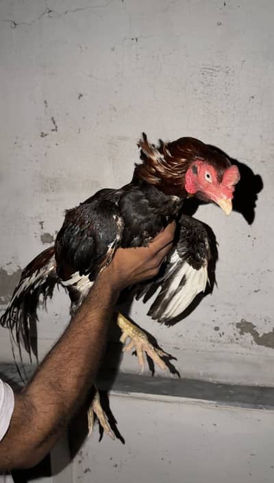 Quality Aseel Mianwali Breeder