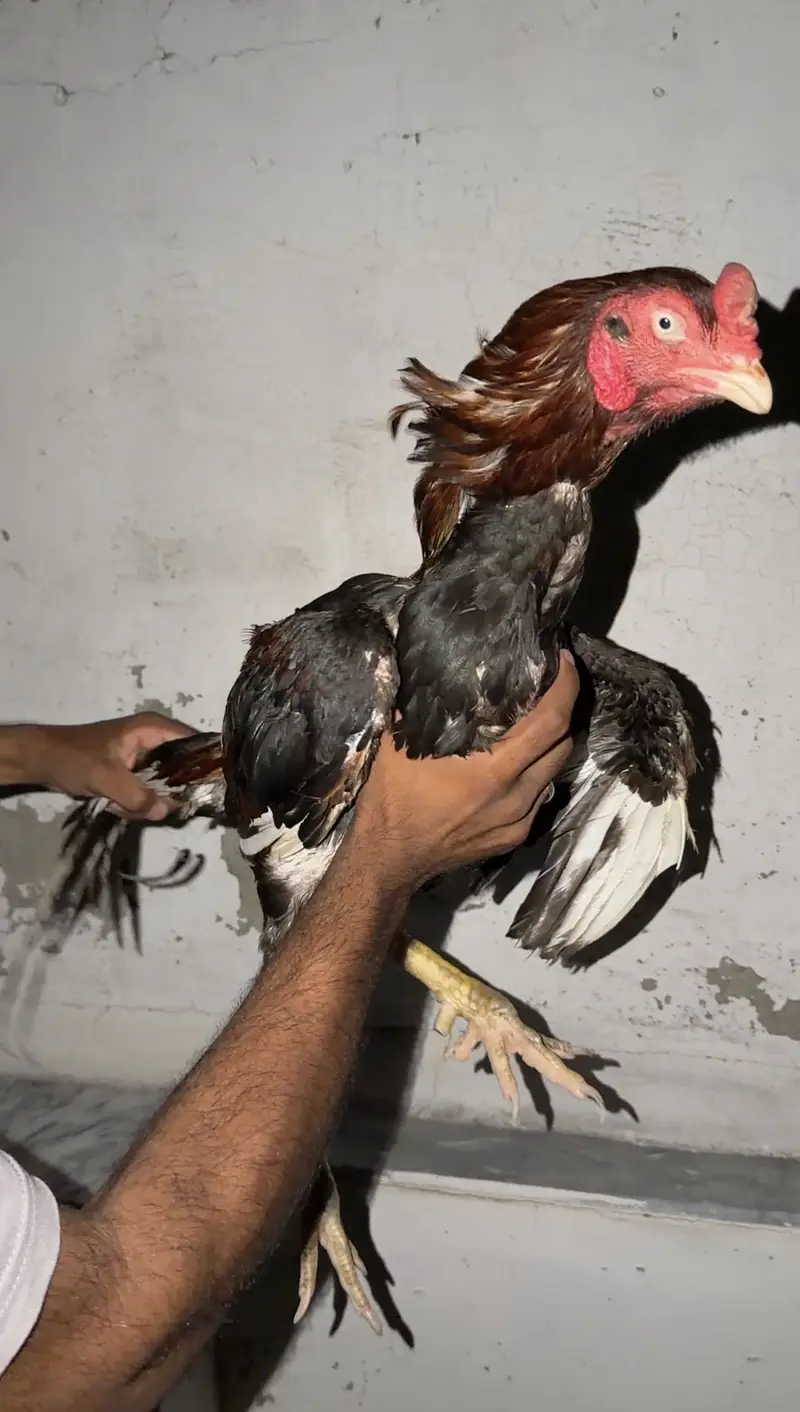 Quality Aseel Mianwali Breeder — photo 2