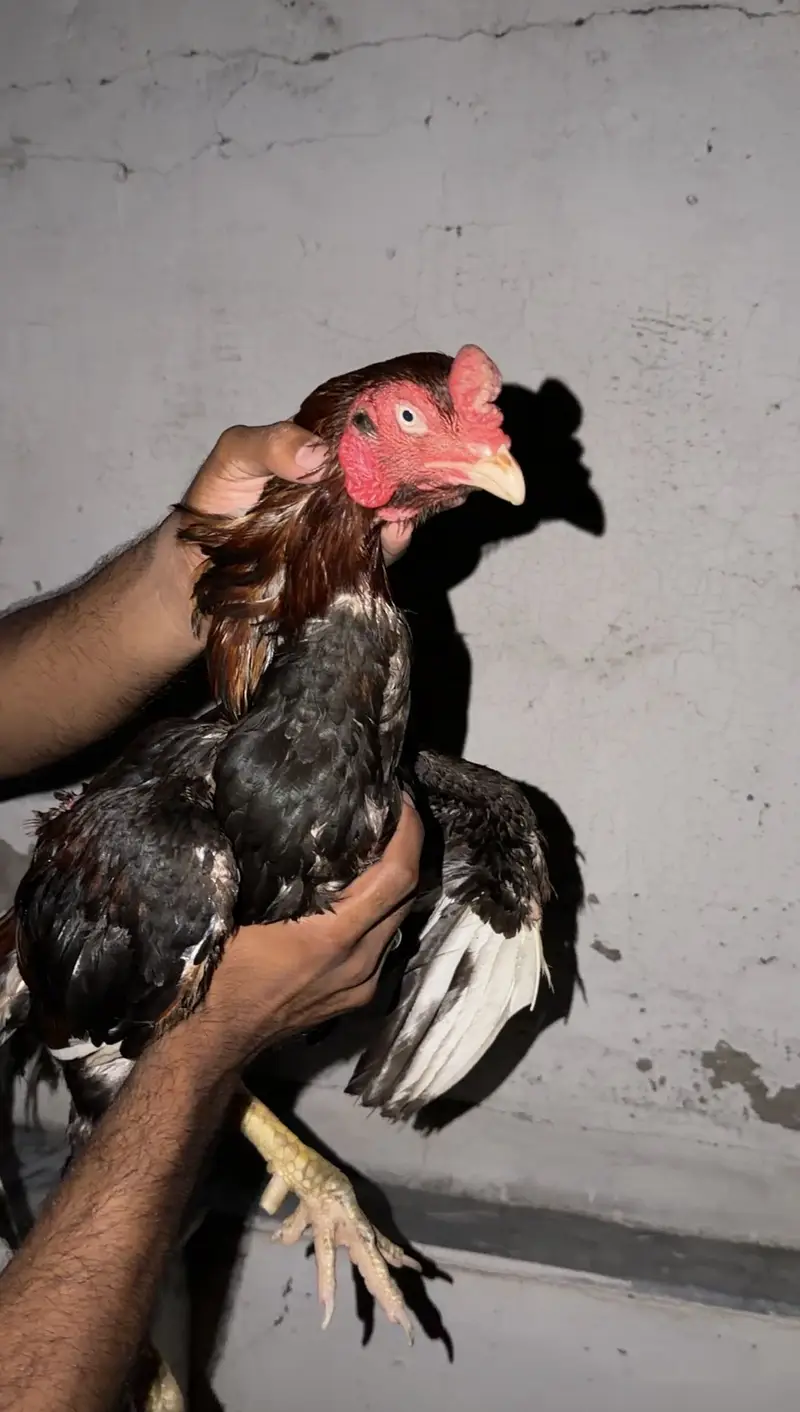 Quality Aseel Mianwali Breeder — photo 3