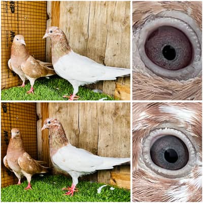 Breeder lakhy or surkhy jory available