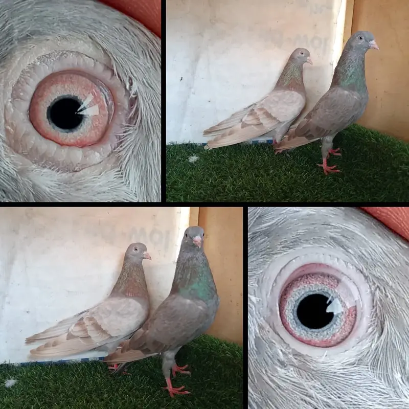 Breeder lakhy or surkhy jory available — photo 3