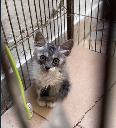 1 and half months cat