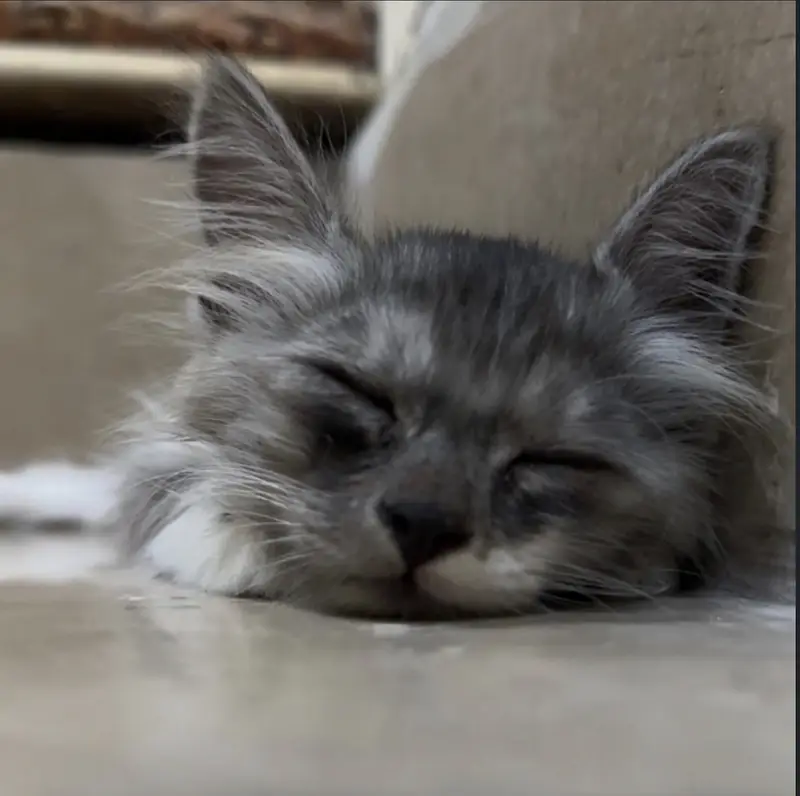 1 and half months cat — photo 2