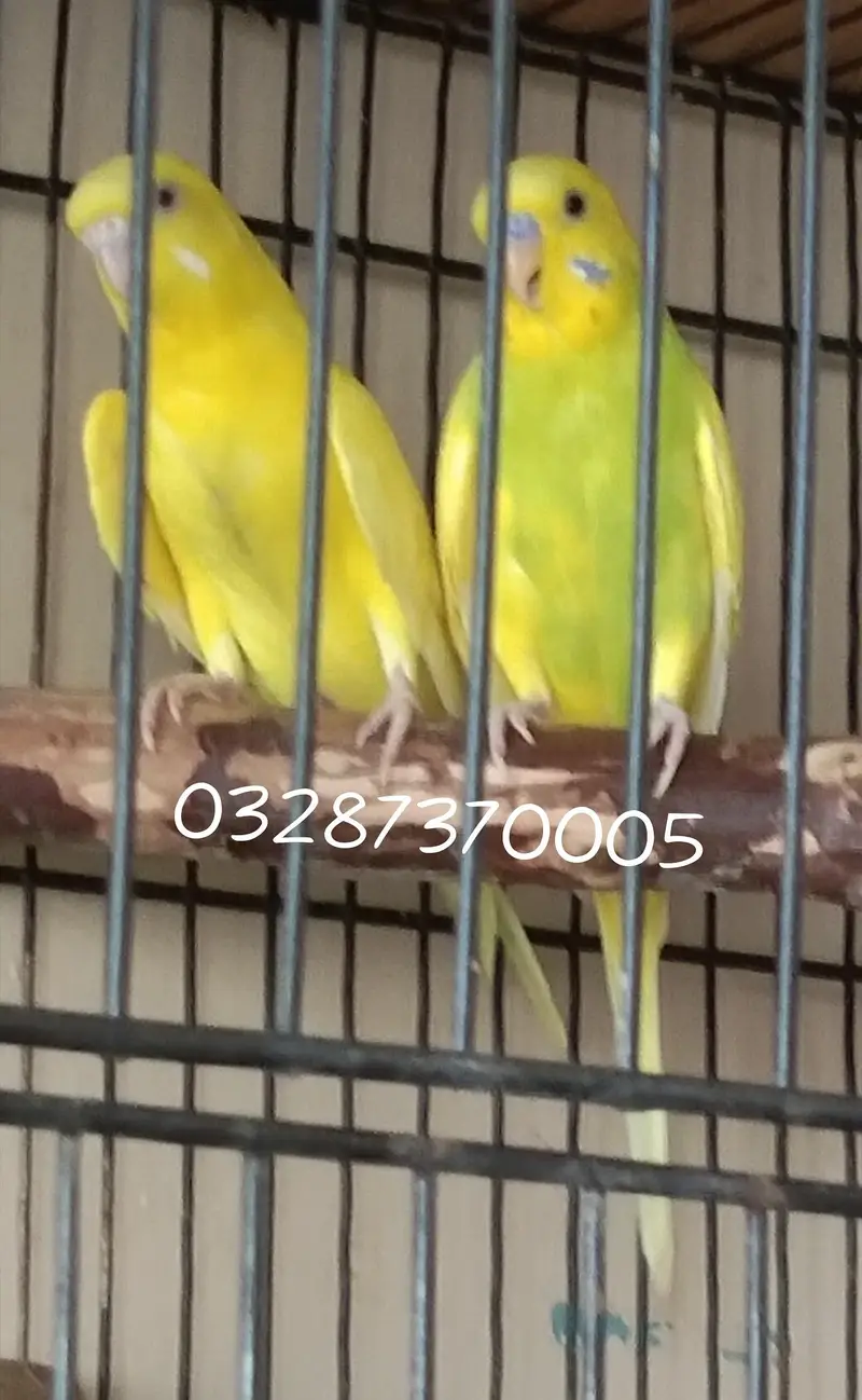 Red Eye Breeder pair — photo 2
