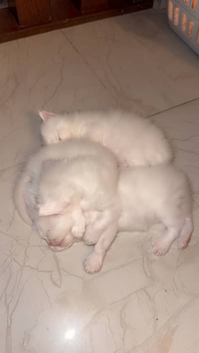 2 months male kitten available