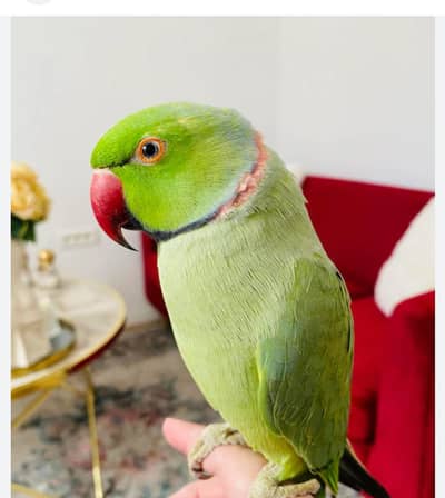 har chez kahta ha
