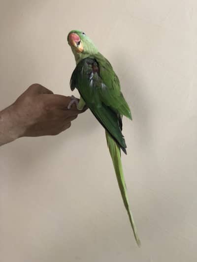 Fully Hand Tamed Raw Male Jumbo Size For Sale In Lahore