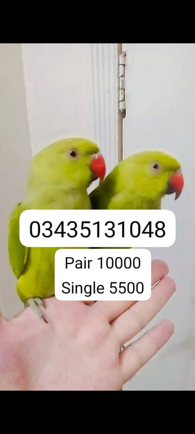 Green ringneck parrots handtame
