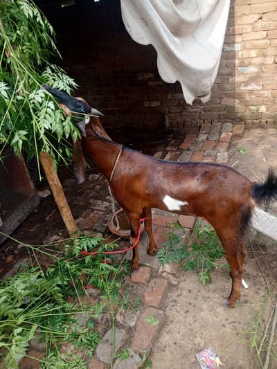4 dant Bakri For sale 3 month ki gaban hai