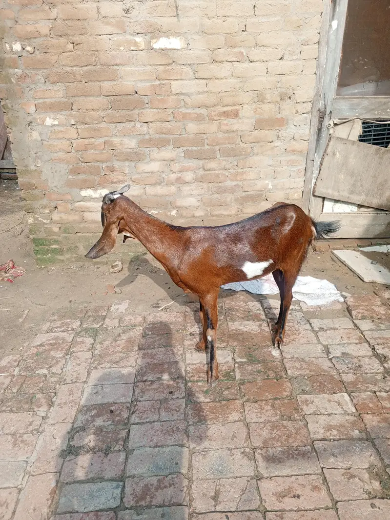 4 dant Bakri For sale 3 month ki gaban hai — photo 2
