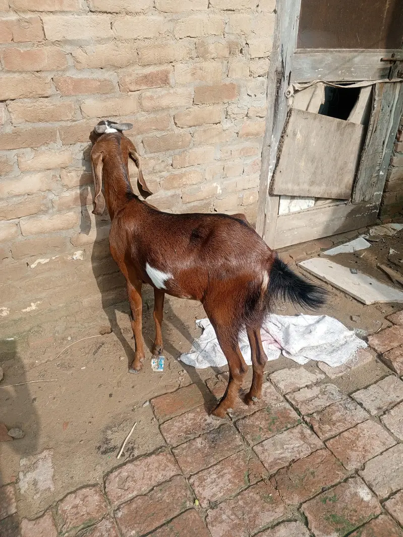 4 dant Bakri For sale 3 month ki gaban hai — photo 3