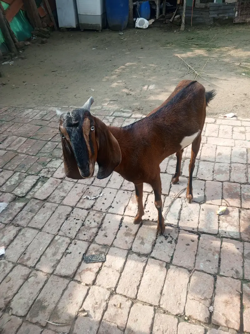 4 dant Bakri For sale 3 month ki gaban hai — photo 4
