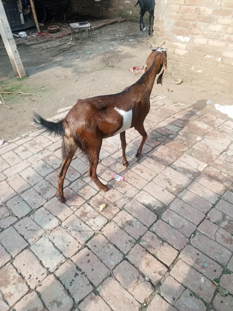 4 dant Bakri For sale 3 month ki gaban hai — photo 5