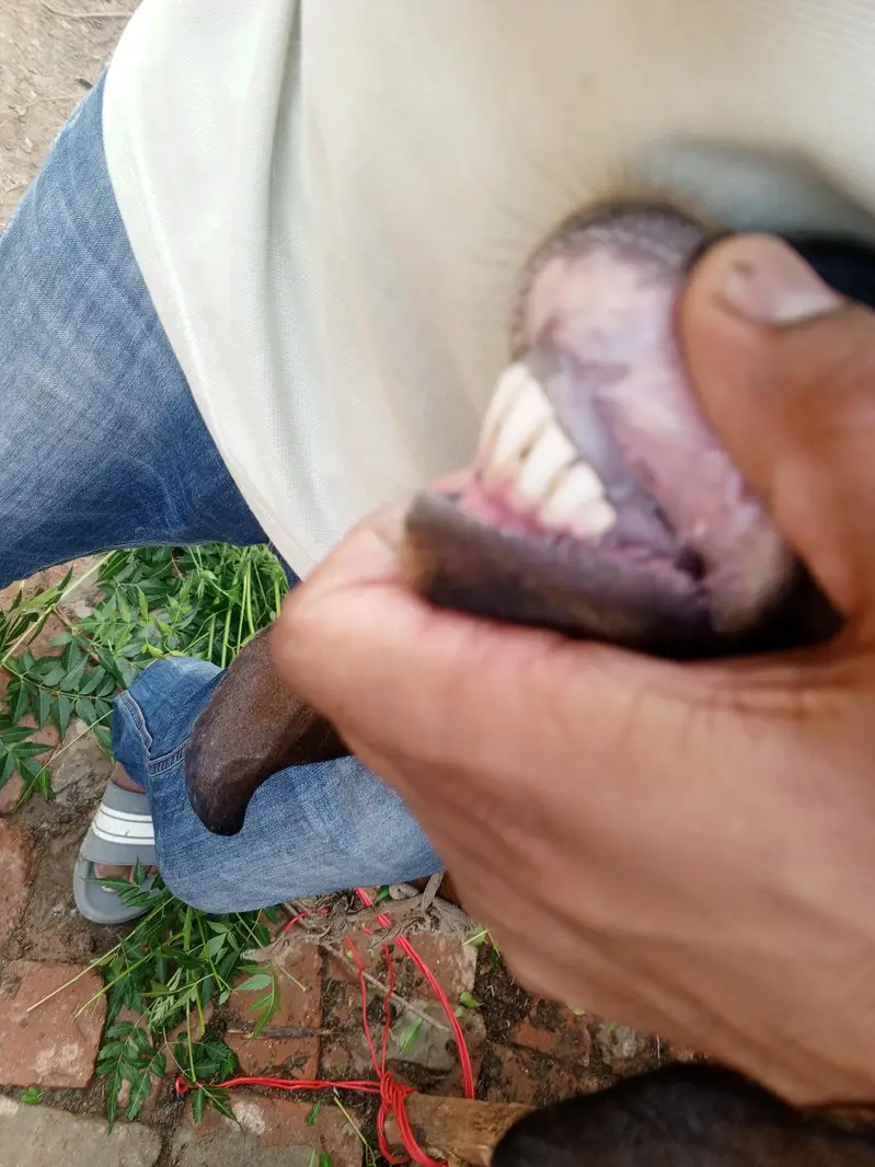4 dant Bakri For sale 3 month ki gaban hai — photo 6