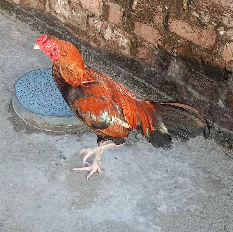 اصیل مرغ 0