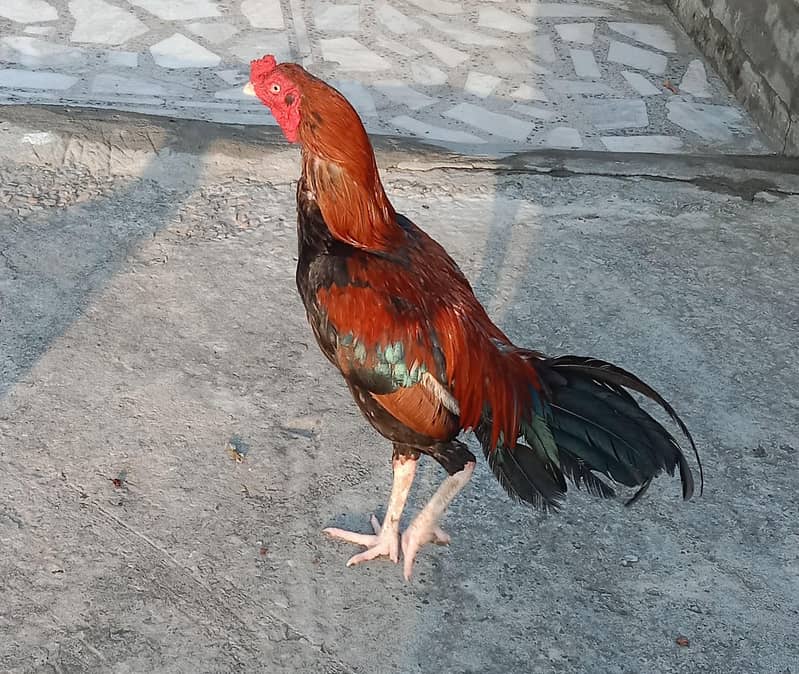 اصیل مرغ 1