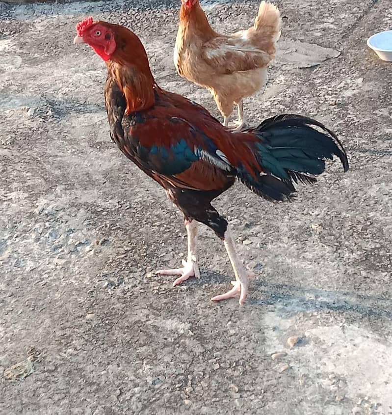 اصیل مرغ 2