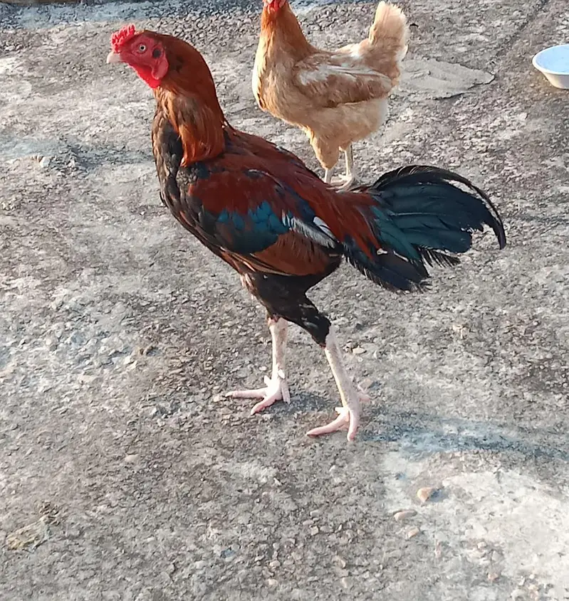 اصیل مرغ — photo 3