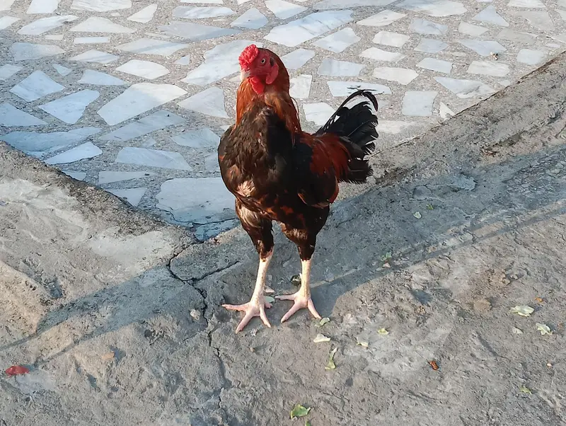 اصیل مرغ — photo 4