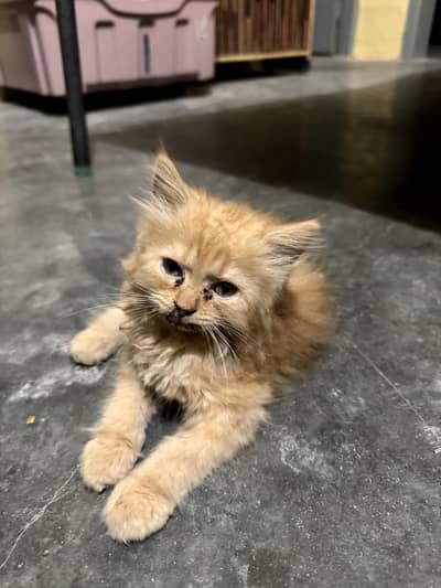 Ginger Brown Female Triple Coated