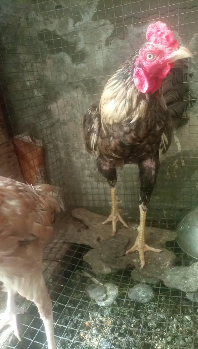 Aseel hens for sale — photo 2