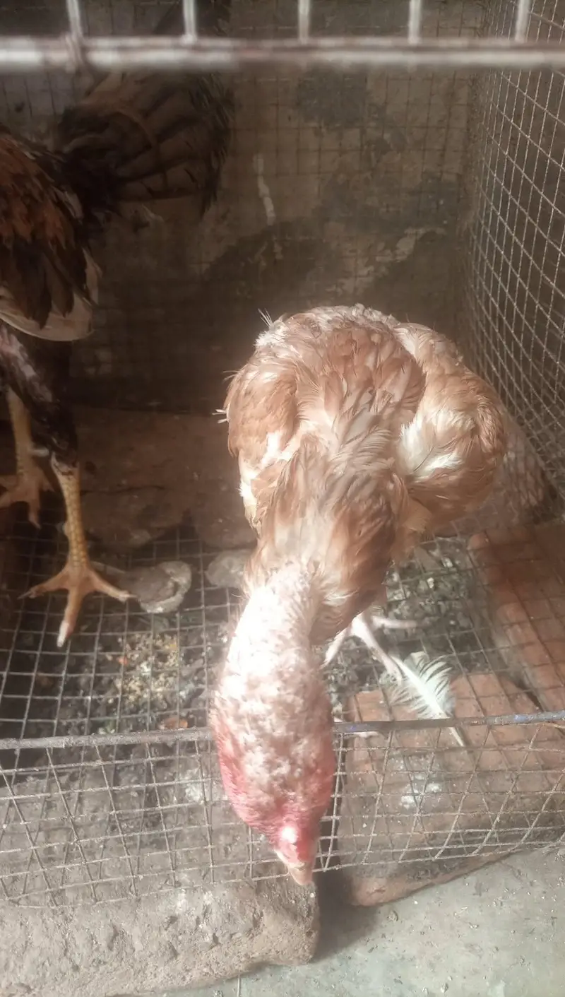 Aseel hens for sale — photo 4