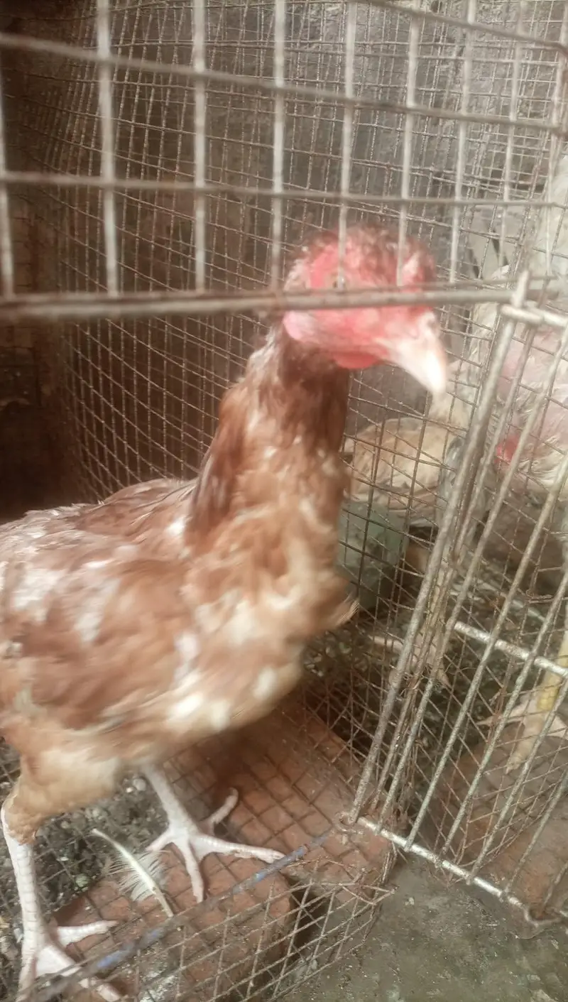 Aseel hens for sale — photo 5