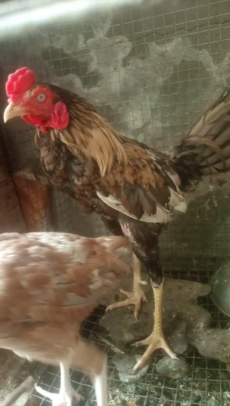 Aseel hens for sale — photo 6