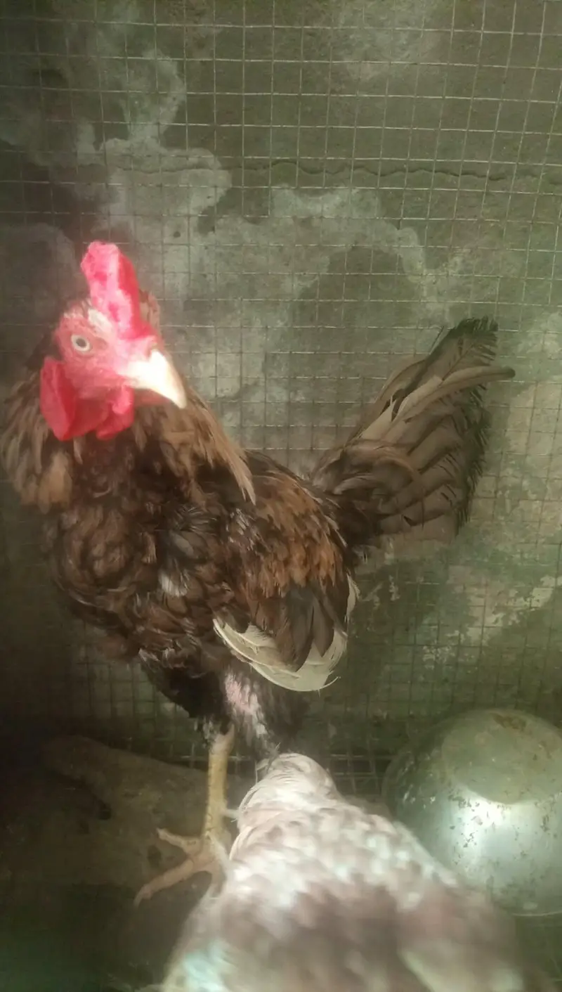 Aseel hens for sale — photo 7