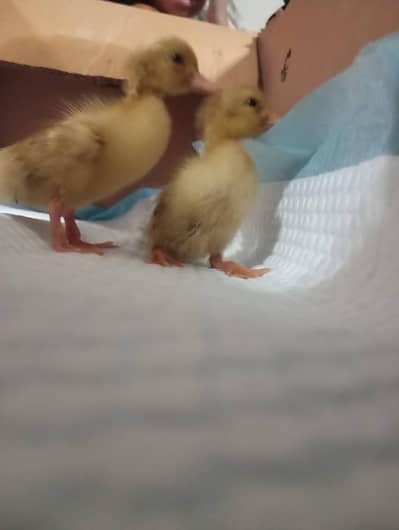 duck chicks sale 03009669469