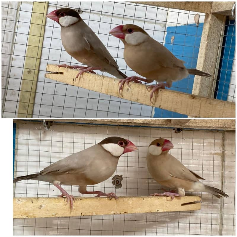 3 Breeder Pairs Fawn Java 0