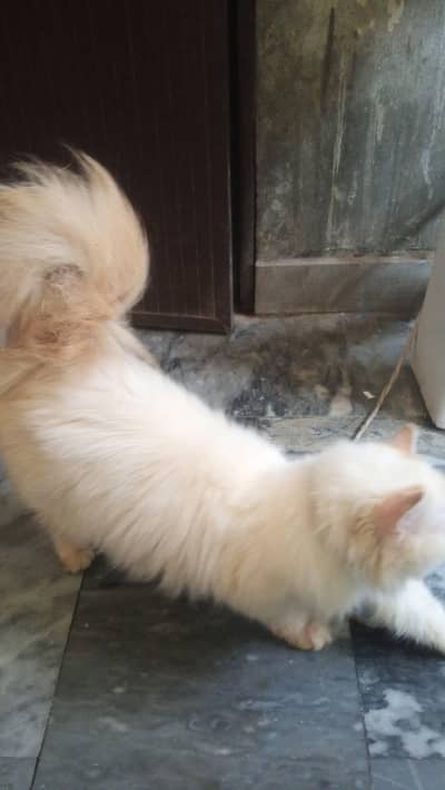 femal cat