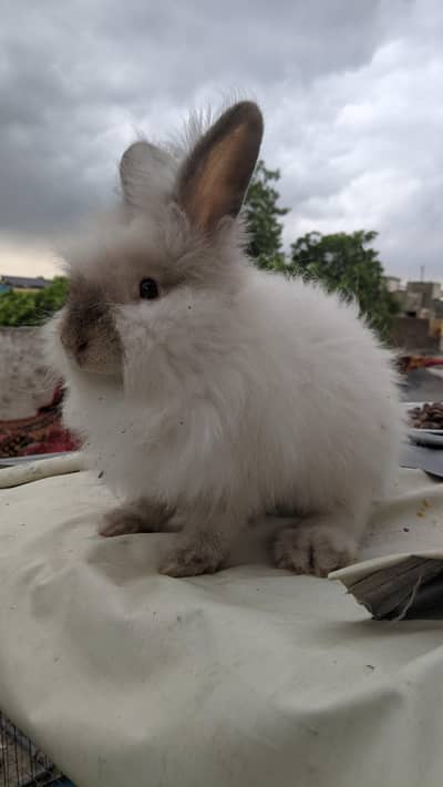 English Angora Male