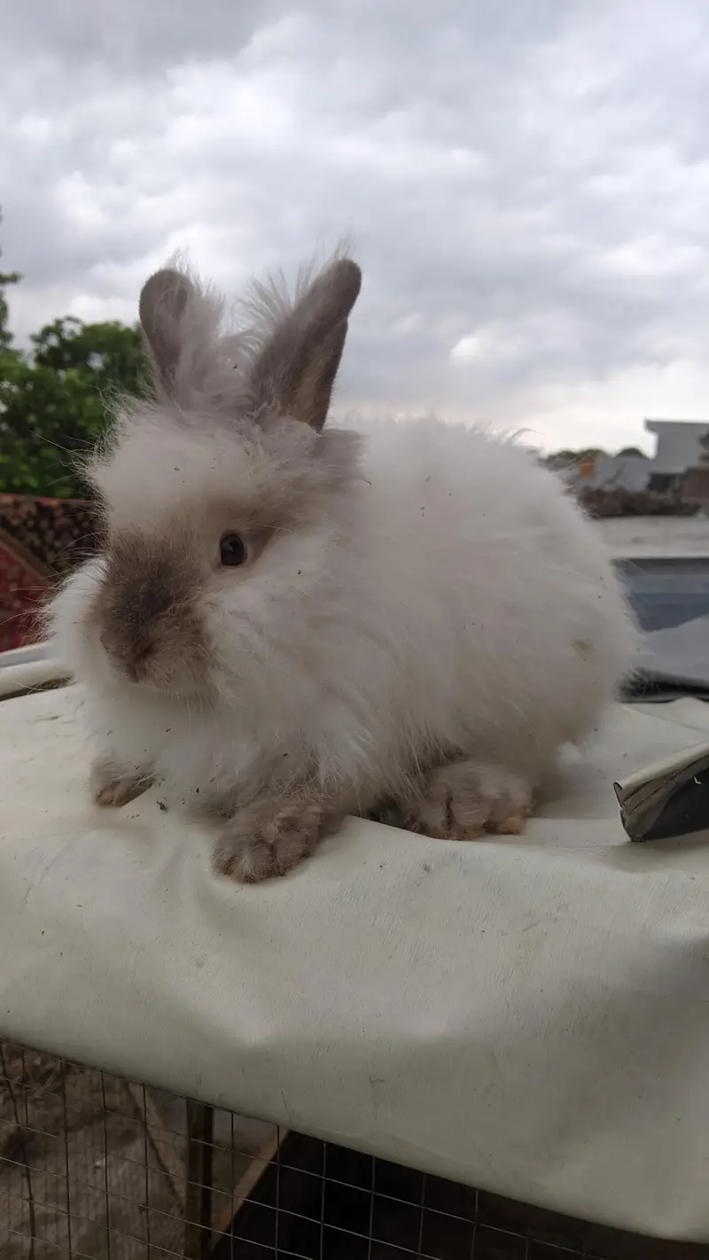 English Angora Male — photo 2